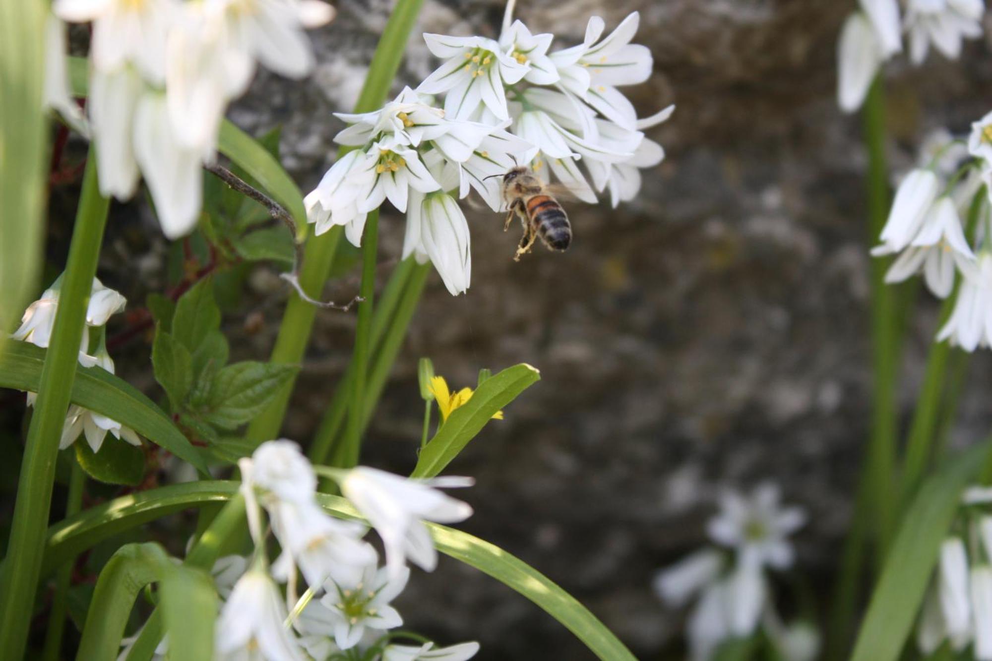 L'Antico Borgo B&B Levanto Buitenkant foto